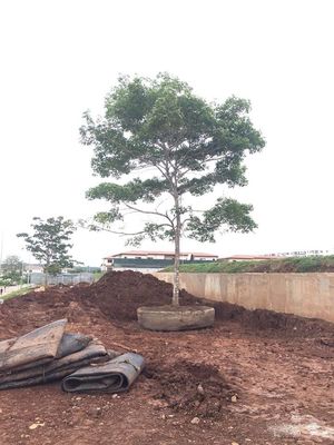 Chất lượng Tàu cao su hàng hải hạ thủy túi khí Dock khô Hạ thủy tàu nâng nhà máy sản xuất